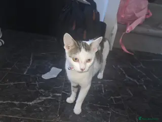Mixed Breed cats for sale: One male kittens looking for forever homes - Advert 2