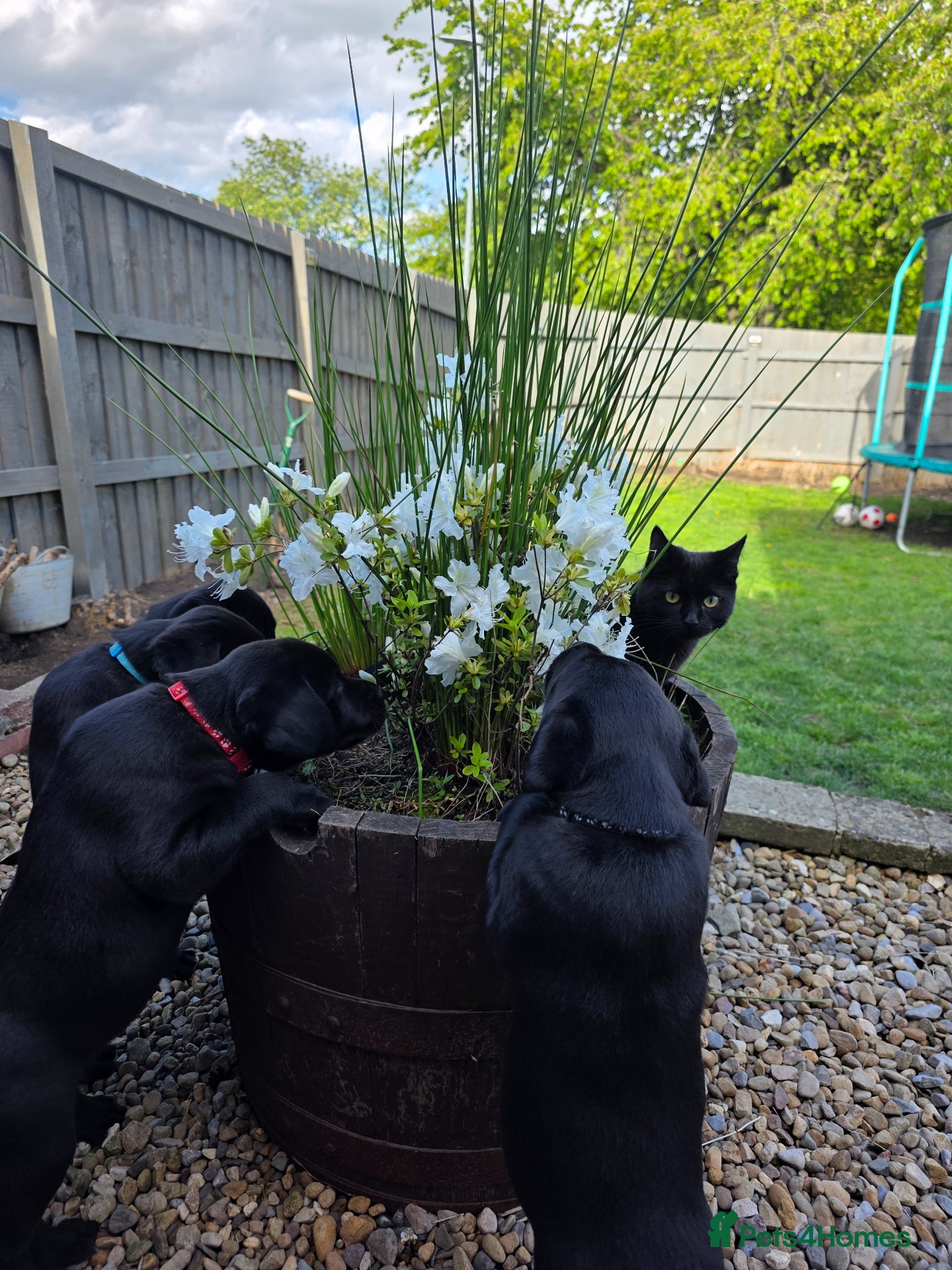 Labrador Retriever dogs *2 Girls left* KC Labrador Puppies With Mam&Dad - Advert 12