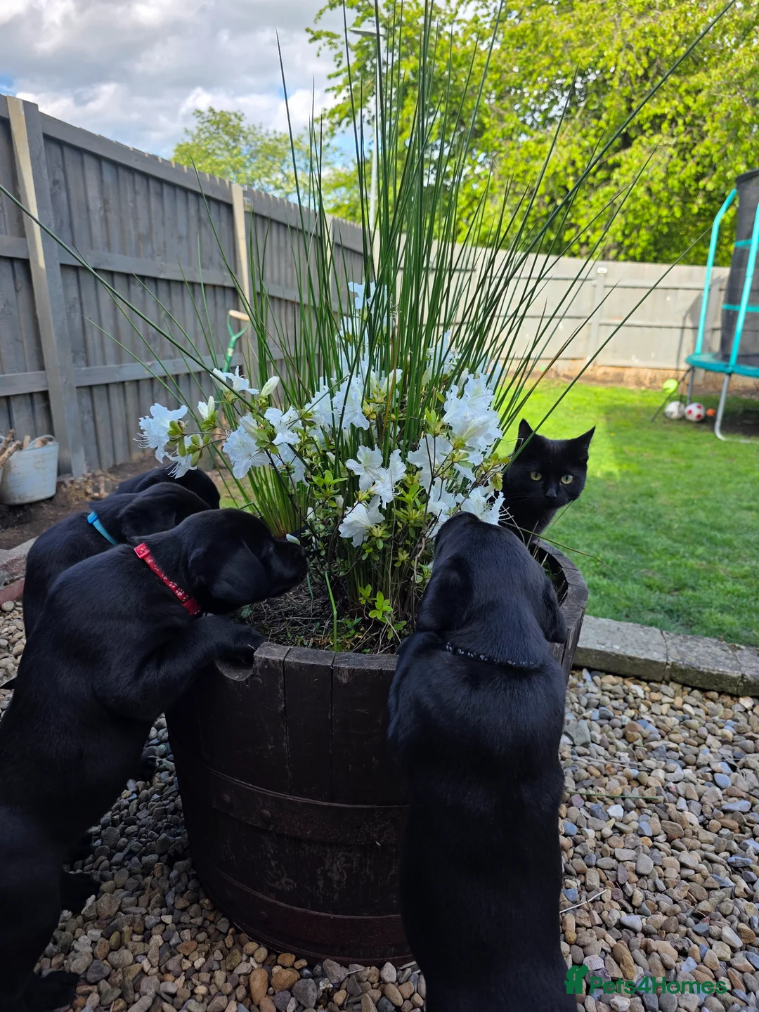 Labrador Retriever dogs for sale: *1 Girl left*Ready to Leave* KC Mam & Dad at home - Advert 1