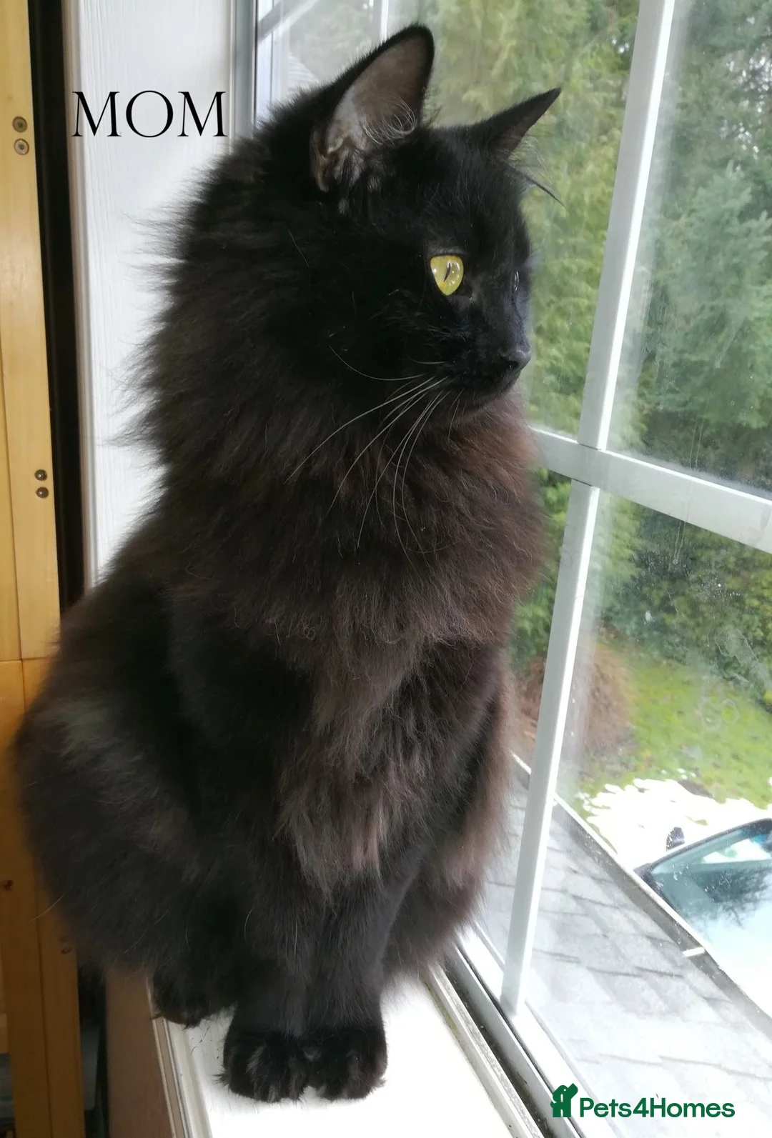 Maine Coon cats for sale: Kittens  in Rotherham - Advert 4