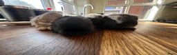 Mini Lop rabbits for sale: 4 baby mini lops ☀️🍓 - Advert 3