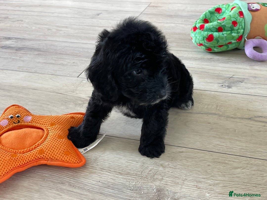 Cockapoo dogs for sale: F1 cockapoos - Image 30