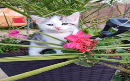 Mixed Breed cats for sale: Cute Bengal mix Kittens looking for loving homes🐱 - Image 10