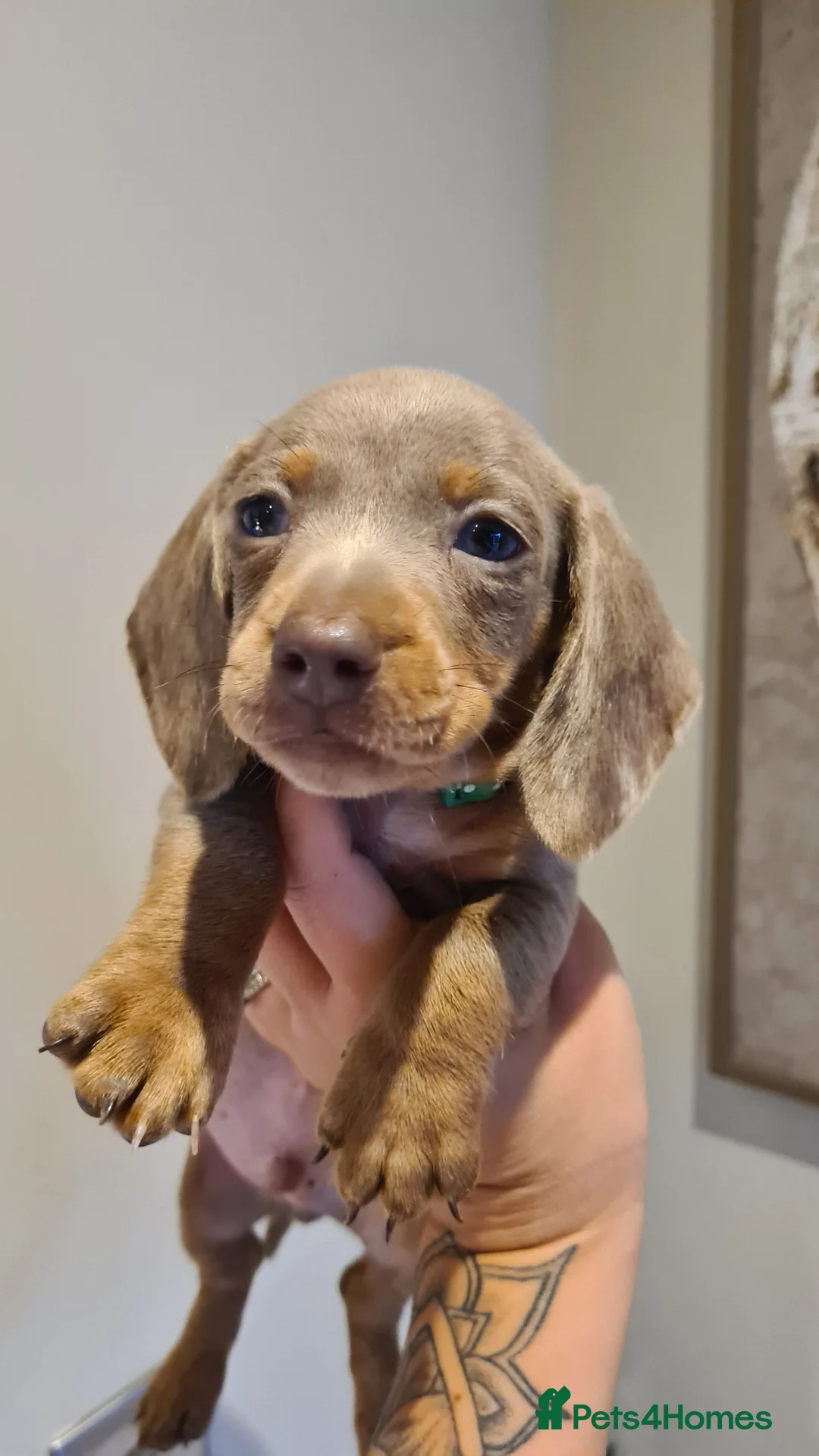 Miniature Dachshund dogs for sale: Lilac dapple daxies ready soon 3 girls 2 boys left - Advert 26