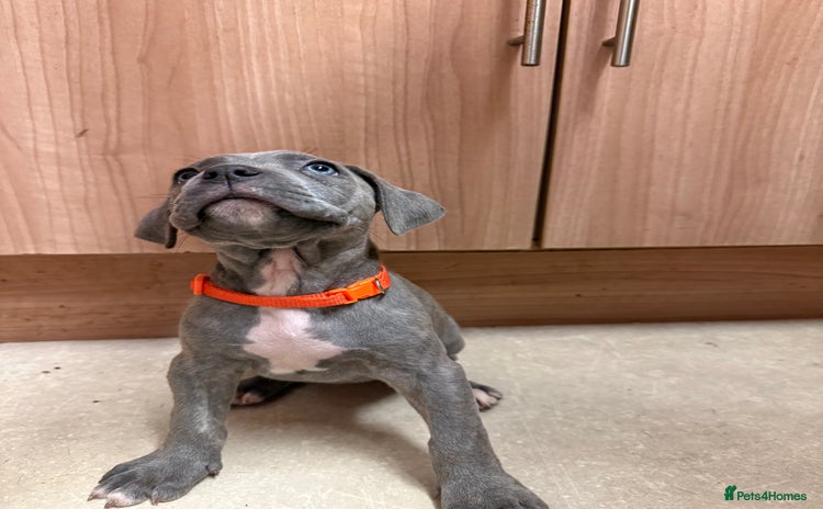 Cane Corso dogs 12 beautiful Blue cane corso pups - Advert 2