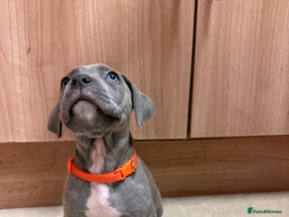 Cane Corso dogs 12 beautiful Blue cane corso pups - Advert 1