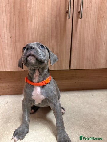 Cane Corso dogs 12 beautiful Blue cane corso pups - Advert 2