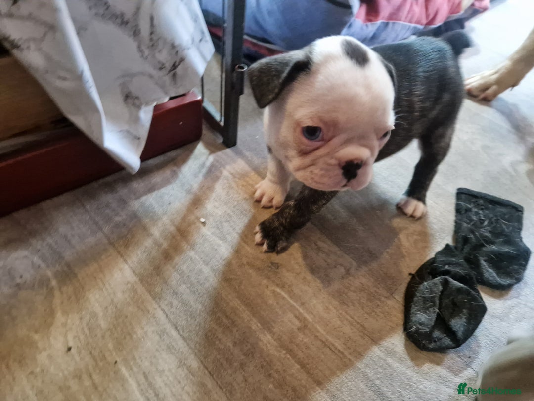 French Bulldog dogs for sale: Kc registered frenchbulldog puppies  - Advert 12