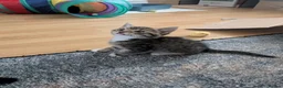 Mixed Breed cats for sale: Kittens - Advert 2