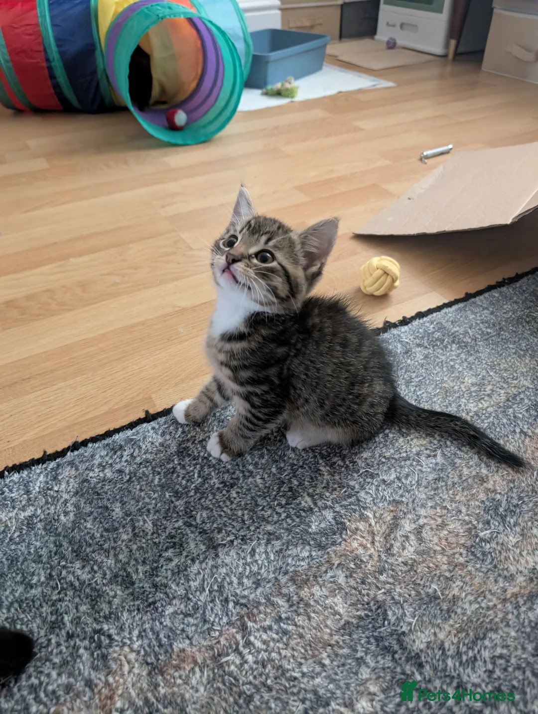 Mixed Breed cats for sale: Kittens - Advert 2