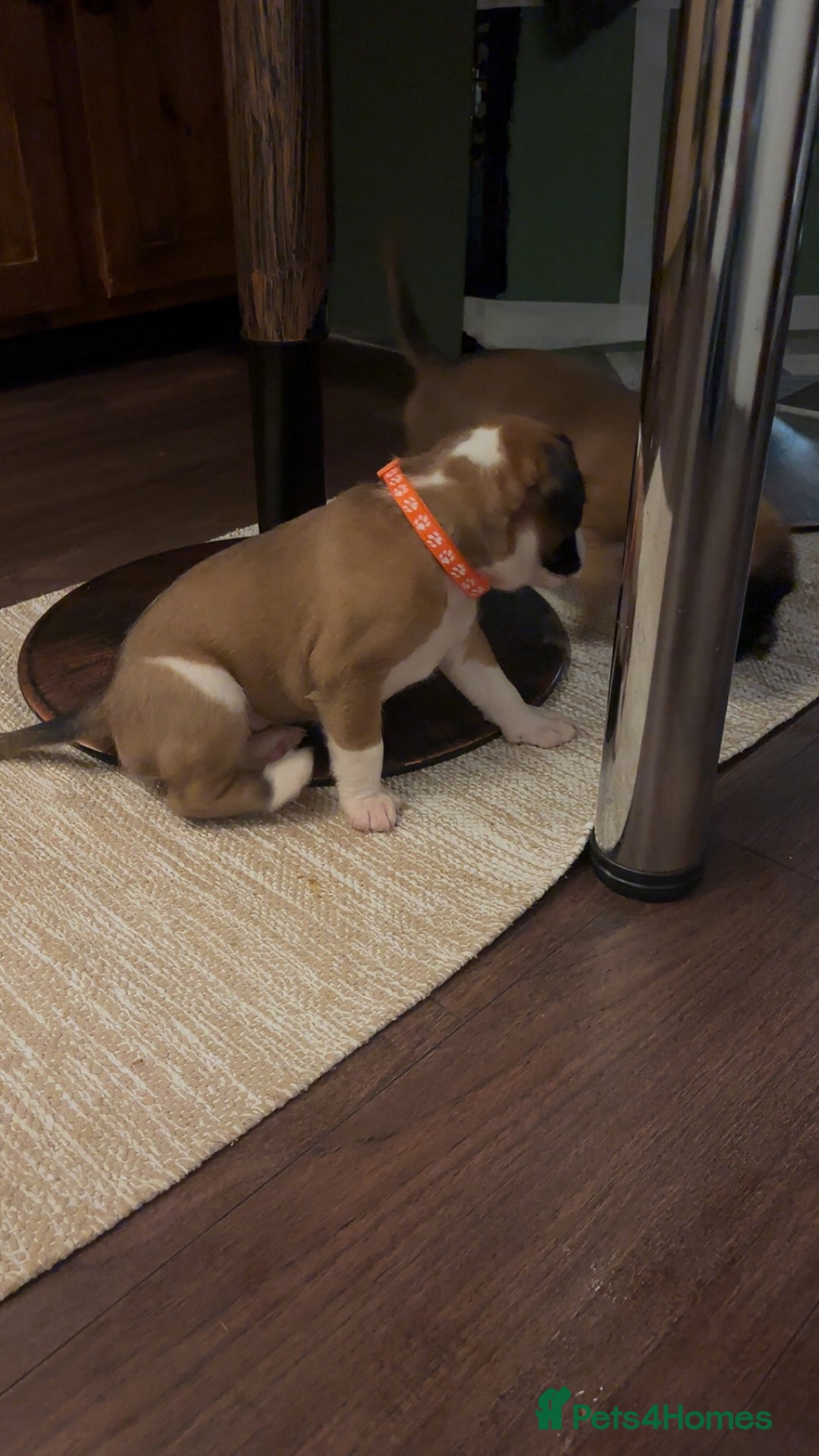 Boxer dogs for sale: Boxer puppies 5 bitches 1 boy  - Advert 22