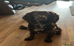 Cocker Spaniel dogs for sale: Working Cocker Spaniel - Image 5