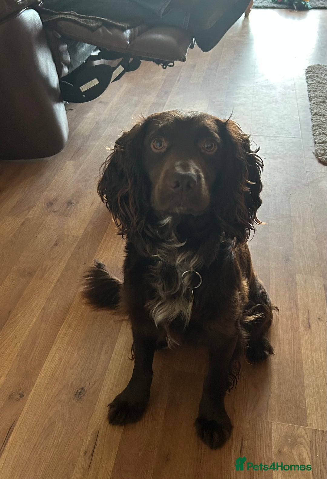 Cocker Spaniel dogs for sale: Working Cocker Spaniel - Image 5