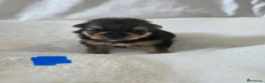Black and Tan Boy 1