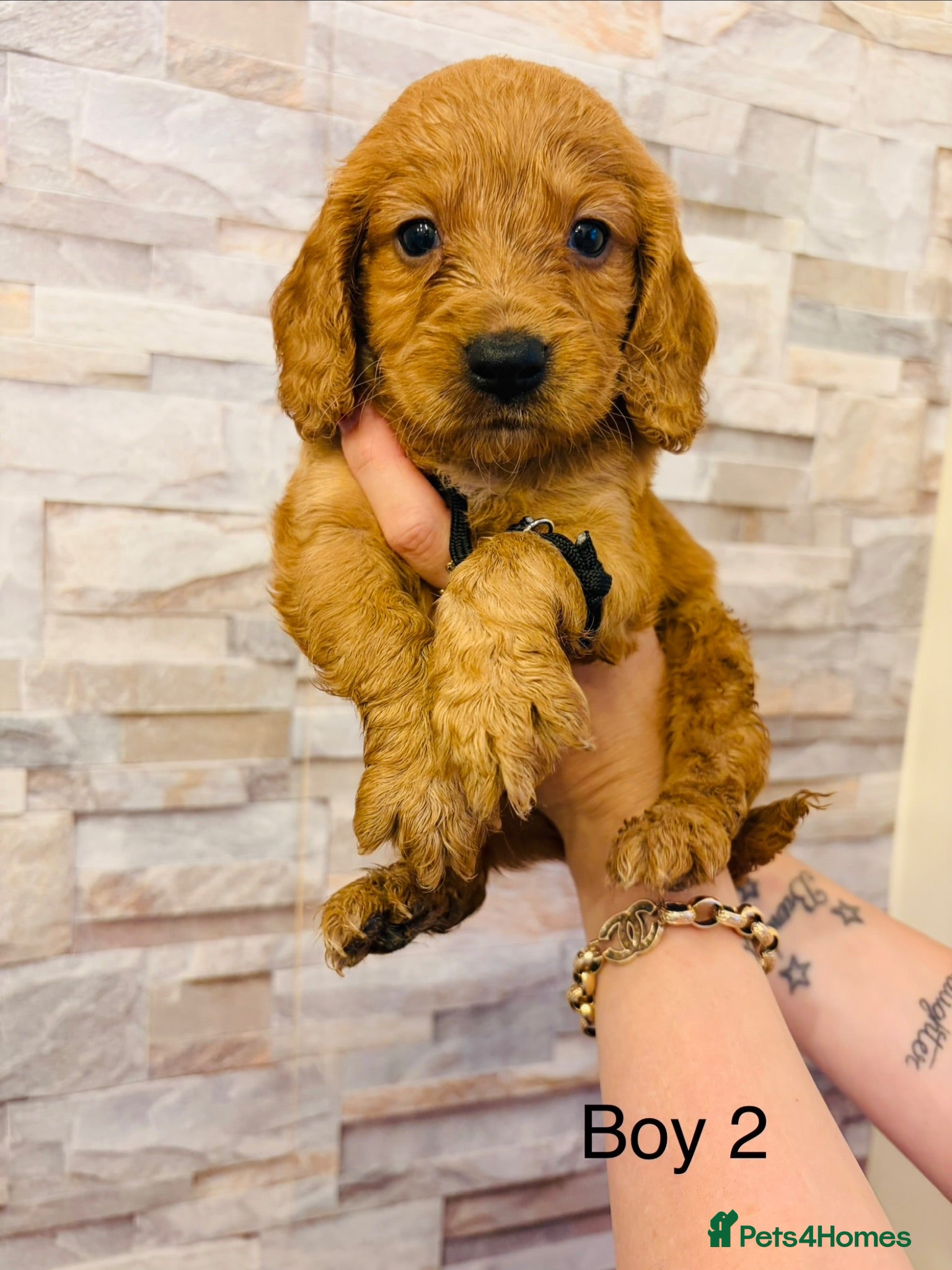Cockapoo dogs adorable cockapoo puppies  - Advert 10