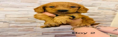 boy 2
