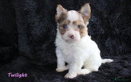 Yorkshire Terrier dogs for sale: Stunning Biro & Merle Yorkie Girls – Ready Nov 25 - Advert 19