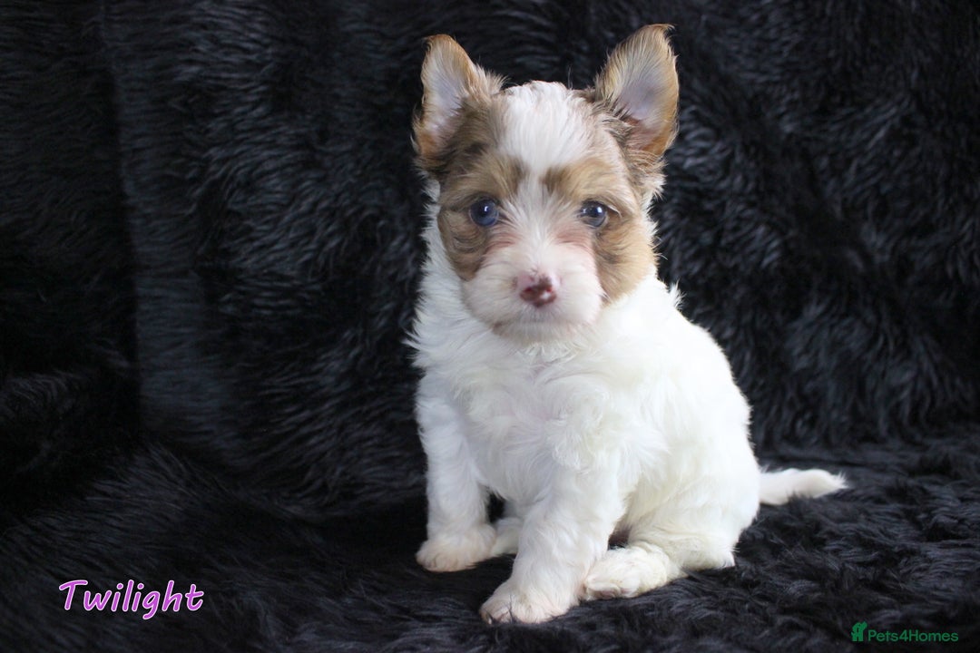 Yorkshire Terrier dogs for sale: Stunning Biro & Merle Yorkie Girls – Ready Nov 25 - Advert 19