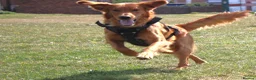 Golden Retriever dogs for stud: KC Golden Retriever Stud | DNA Clear - Advert 6