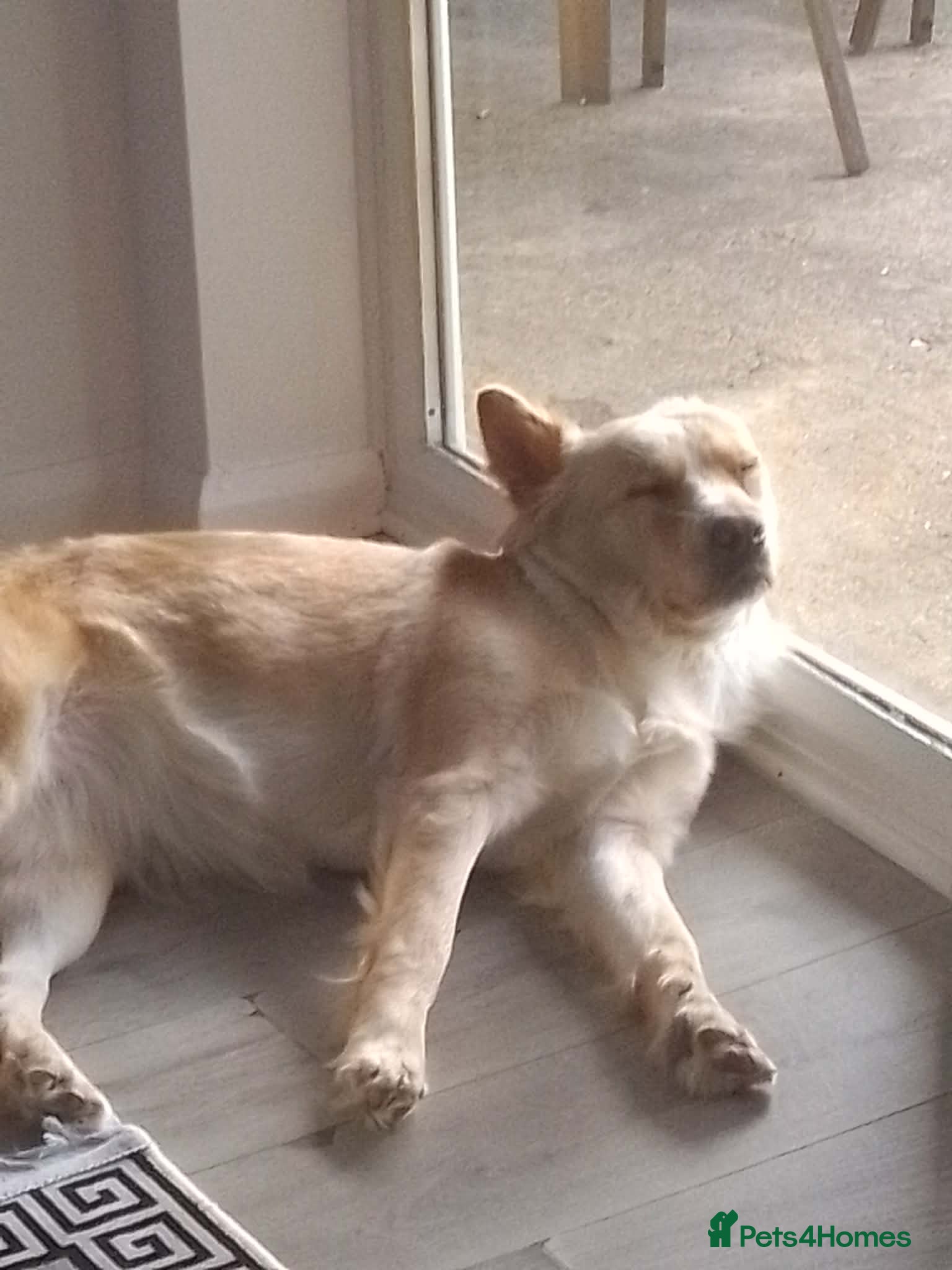 Mixed Breed dogs Mixed bread - Advert 1