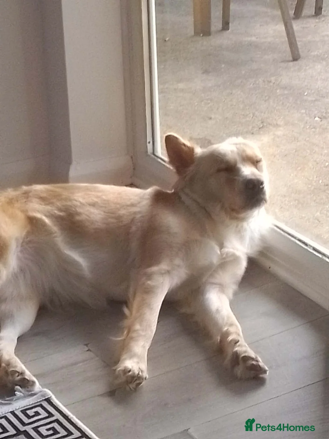 Mixed Breed dogs for sale: Mixed bread in Peterborough - Advert 1