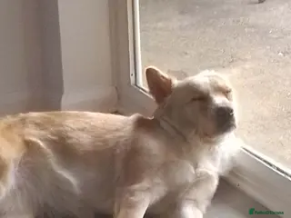 Mixed Breed dogs Mixed bread - Advert 14