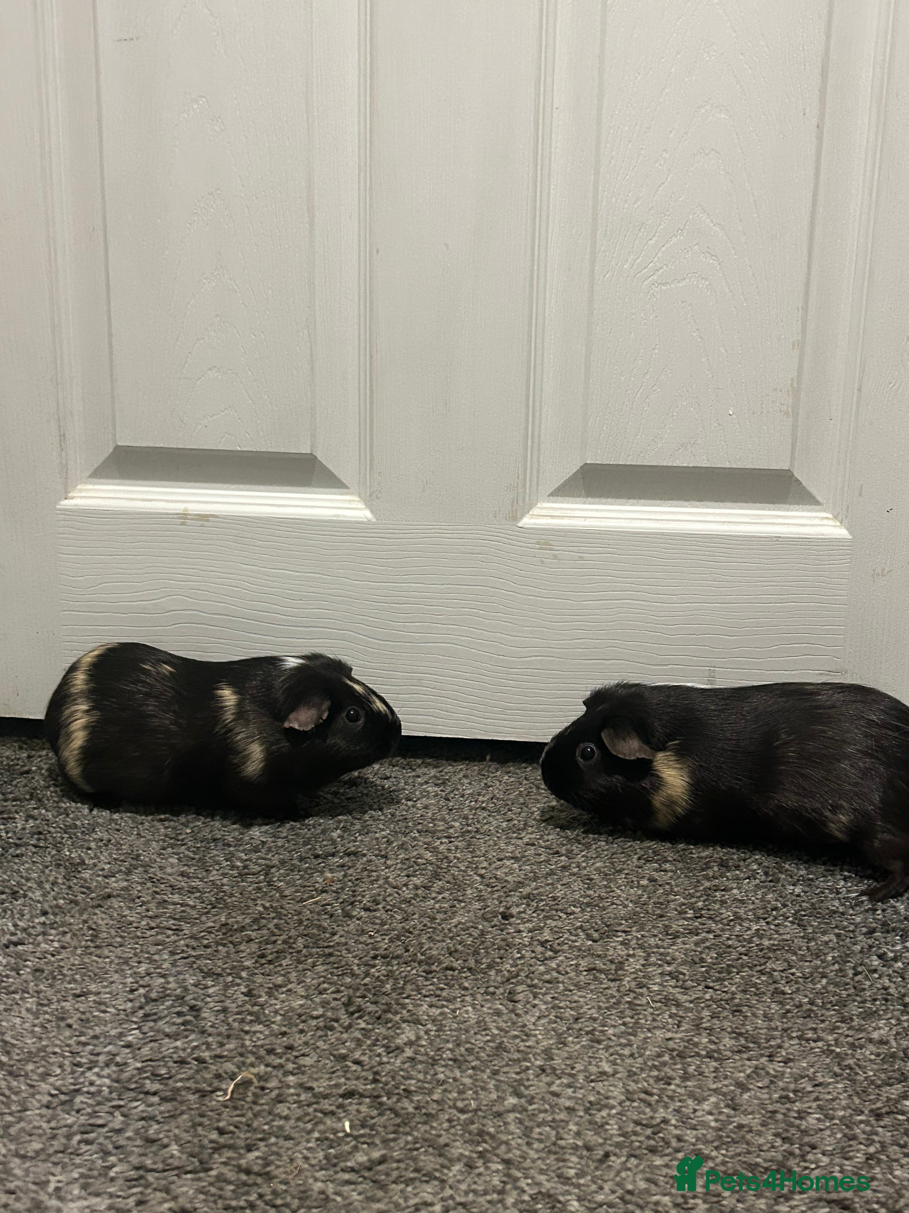 Guinea Pig rodents 2 guinea pigs and full set up  - Advert 1