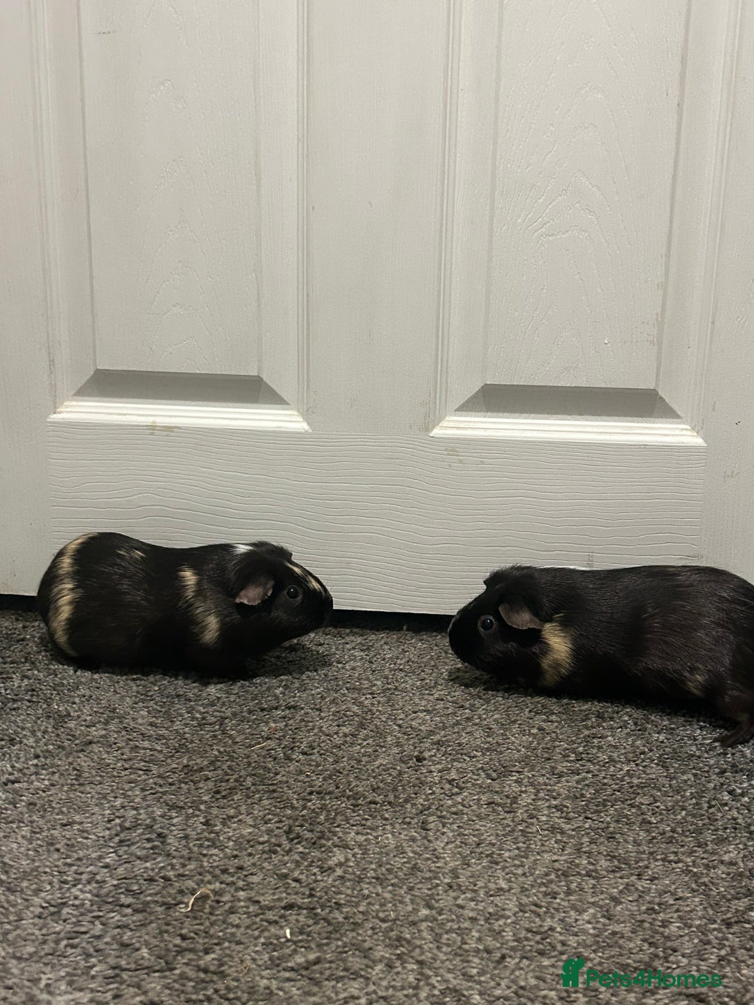 Guinea Pig rodents for sale: 2 guinea pigs and full set up  - Advert 1