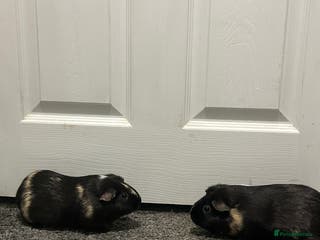 Guinea Pig rodents 2 guinea pigs and full set up - Advert 1