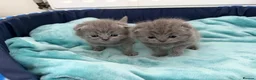 Scottish Fold cats for sale: British Shorthair and Scottish Fold kittens - Advert 7