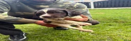English Springer Spaniel dogs for sale: 🐾 KC Registered Springer Spaniel Puppies 🐾 in Sheffield - Advert 3
