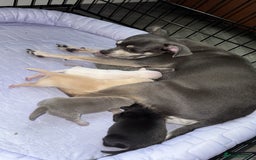 Chihuahua dogs for sale: 5 gorgeous chihuahua pups - Image 5