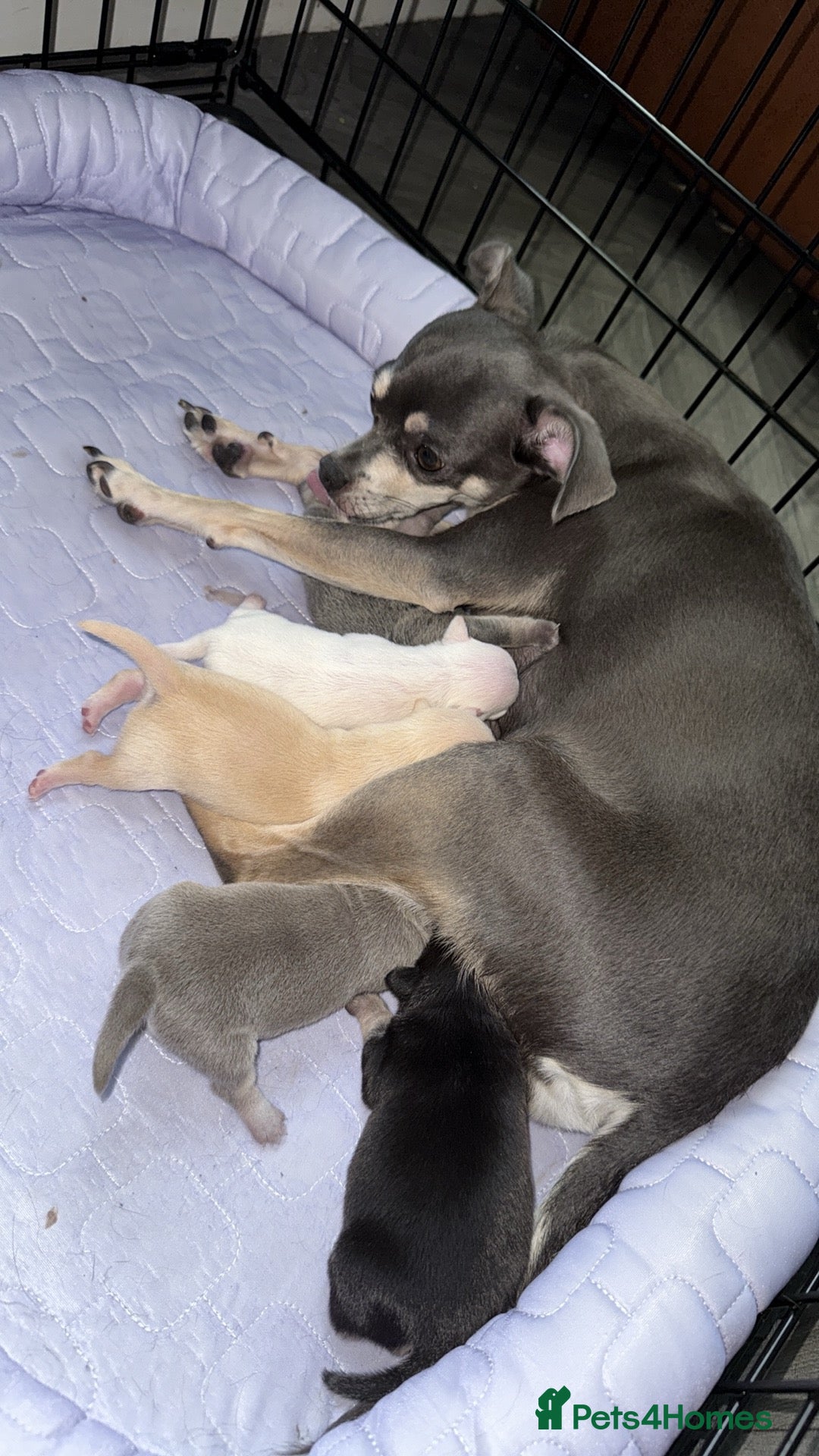 Chihuahua dogs for sale: 5 gorgeous chihuahua pups - Image 5