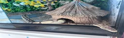 Python Snake reptiles for sale: Ball phyton  - Advert 2