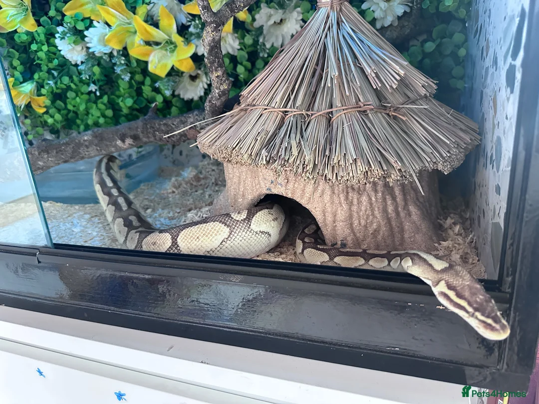Python Snake reptiles for sale: Ball phyton  - Advert 2