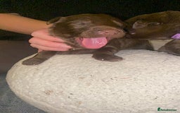 Mixed Breed dogs for sale: Beautiful Family-Raised Sheprador Puppies - Image 21