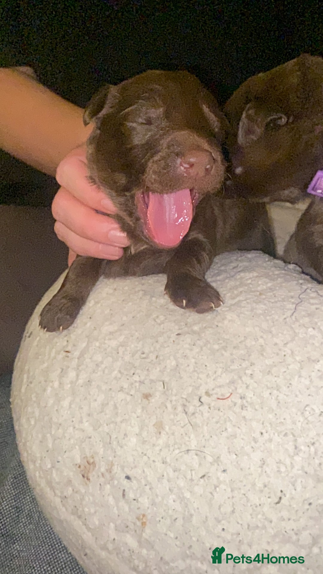 Mixed Breed dogs for sale: Beautiful Family-Raised Sheprador Puppies - Image 21