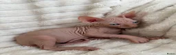 Sphynx cats for sale: 🐾 Beautiful Sphynx Kittens – Raised With Love 🐾 - Advert 19