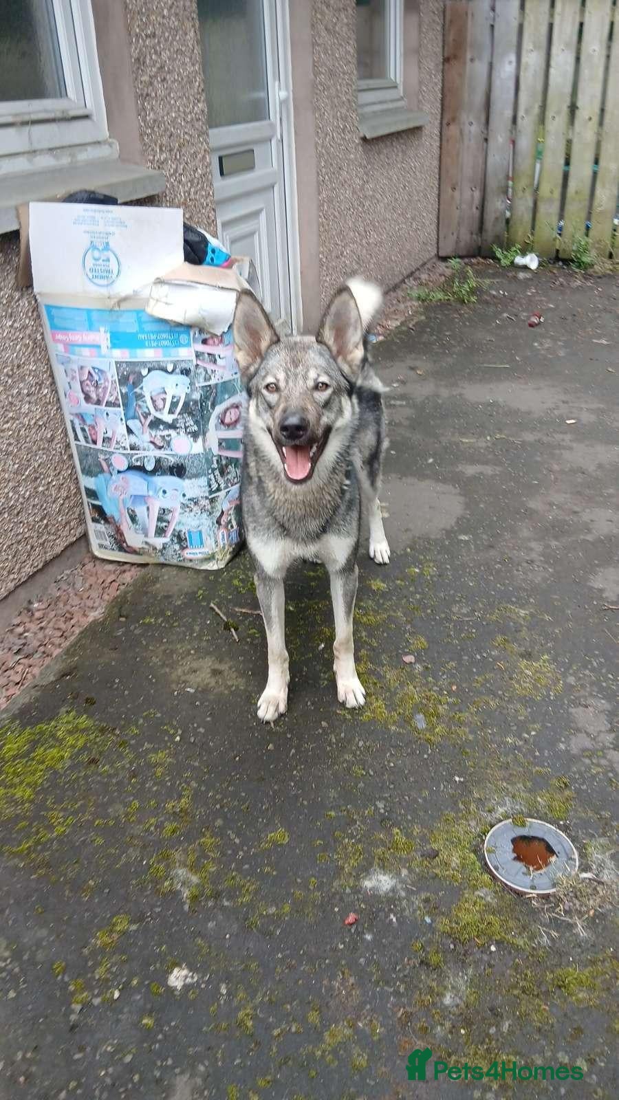 Mixed Breed dogs Northurn unit/akita - Advert 8