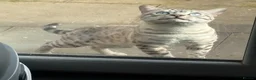 Bengal cats for sale: Bengal tiger kittens  - Advert 15