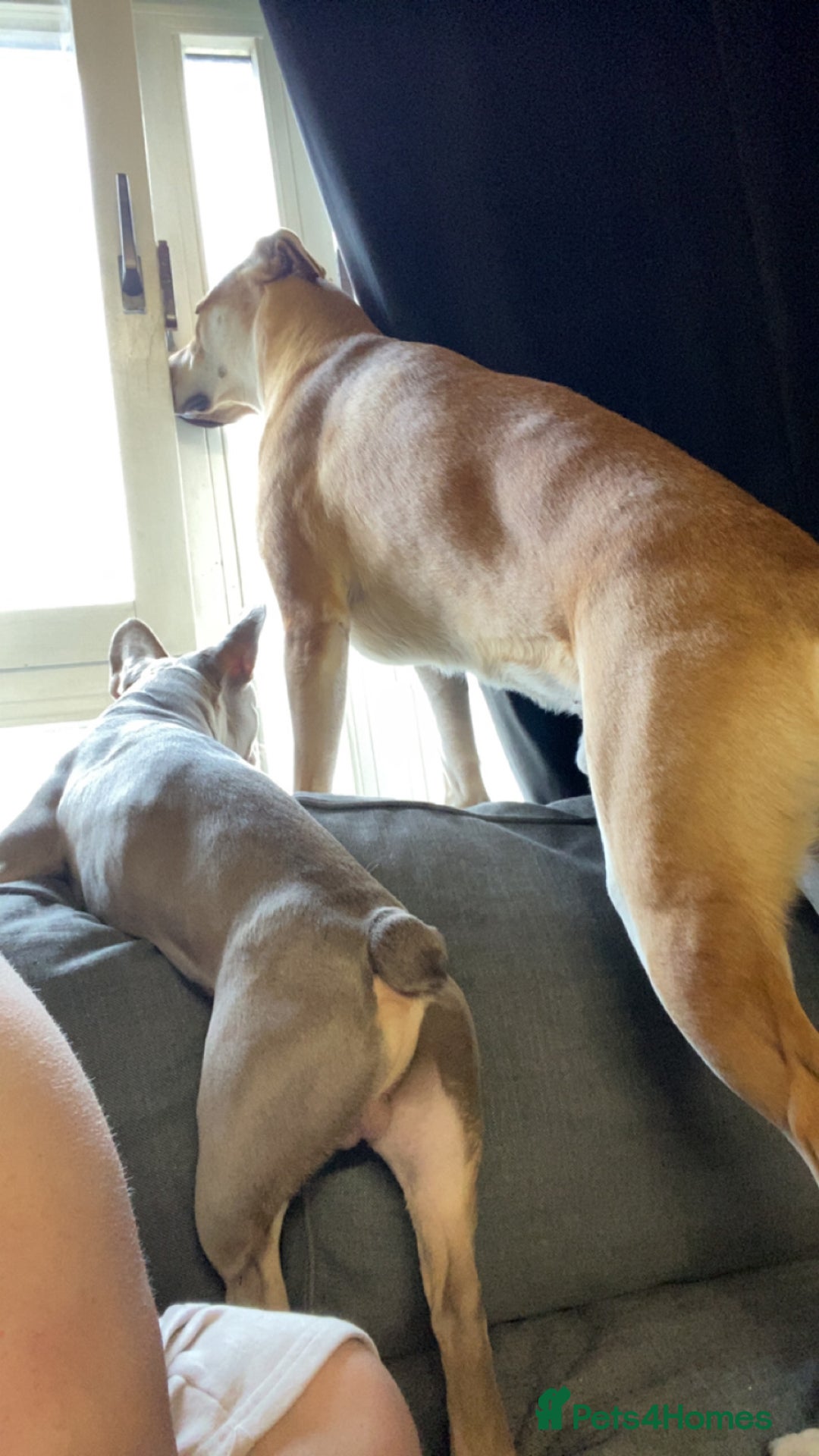 Mixed Breed dogs for sale: 2 y/o mastador/german shepherd  - Advert 16