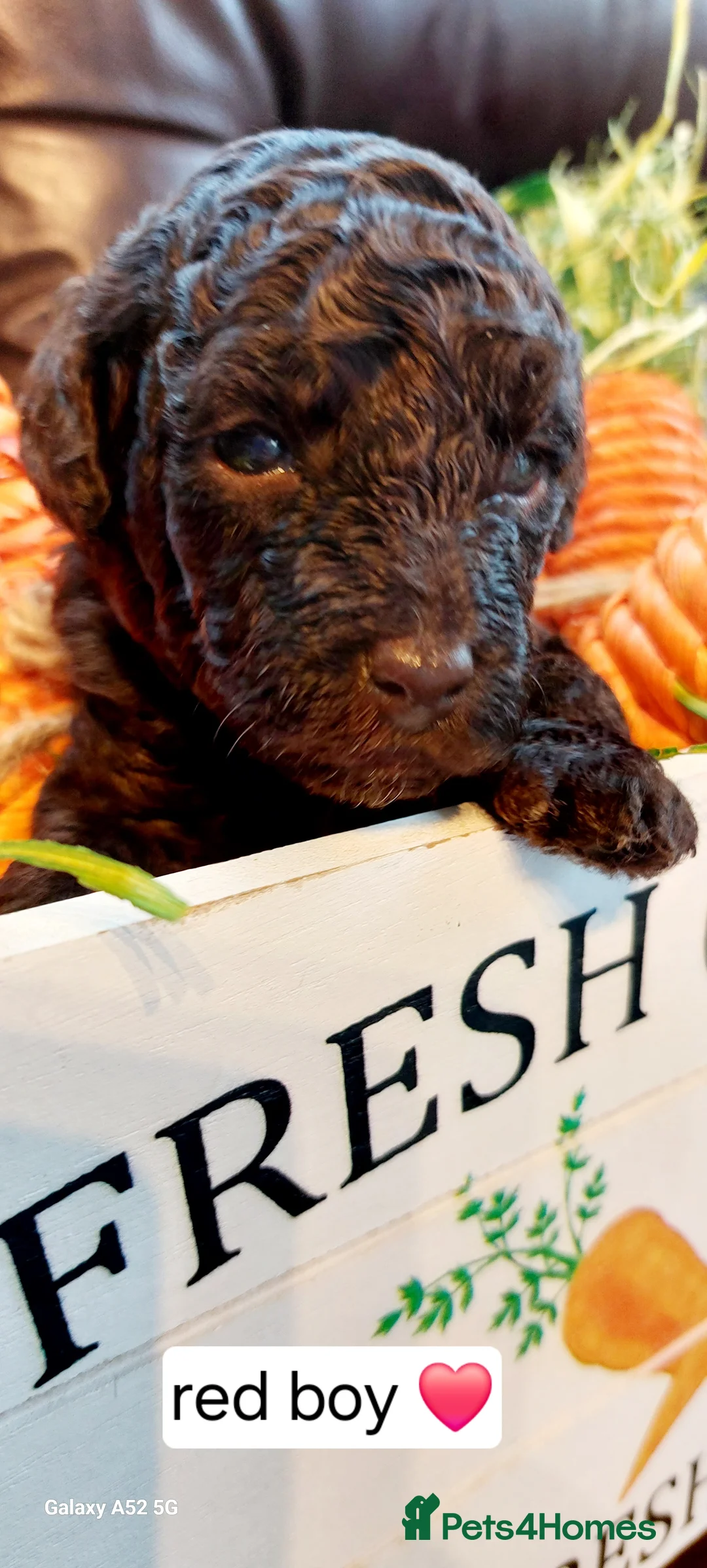 Toy Poodle dogs for sale: 🐾🐾🐾Chocolate toy poodles puppies🐾🐾🐾 - Advert 17