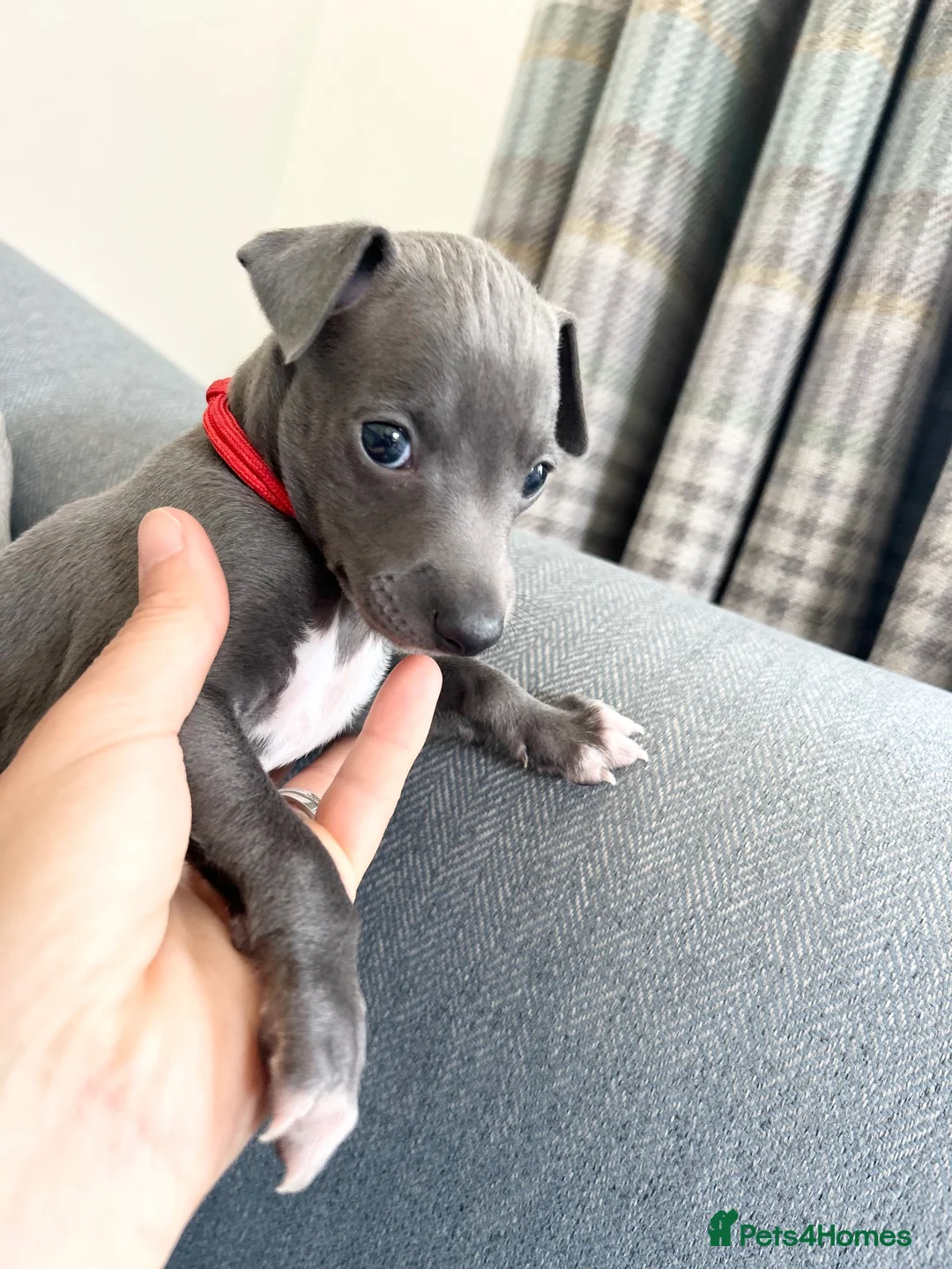 Italian Greyhound dogs for sale: Outstanding KC reg Italian greyhound puppies  - Advert 2
