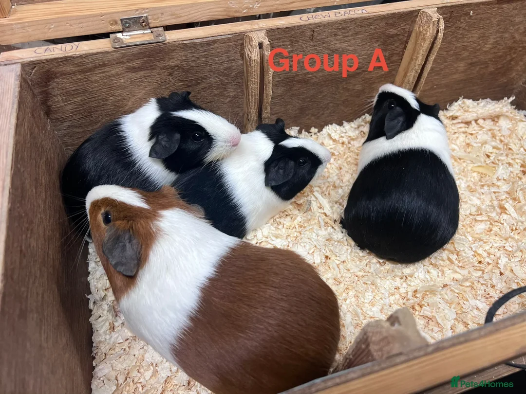 Guinea Pig rodents for sale: Young Male / Boar Dutch Guinea pigs - Advert 1