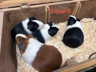 Guinea Pig rodents for sale: Young Male / Boar Dutch Guinea pigs - Advert 2