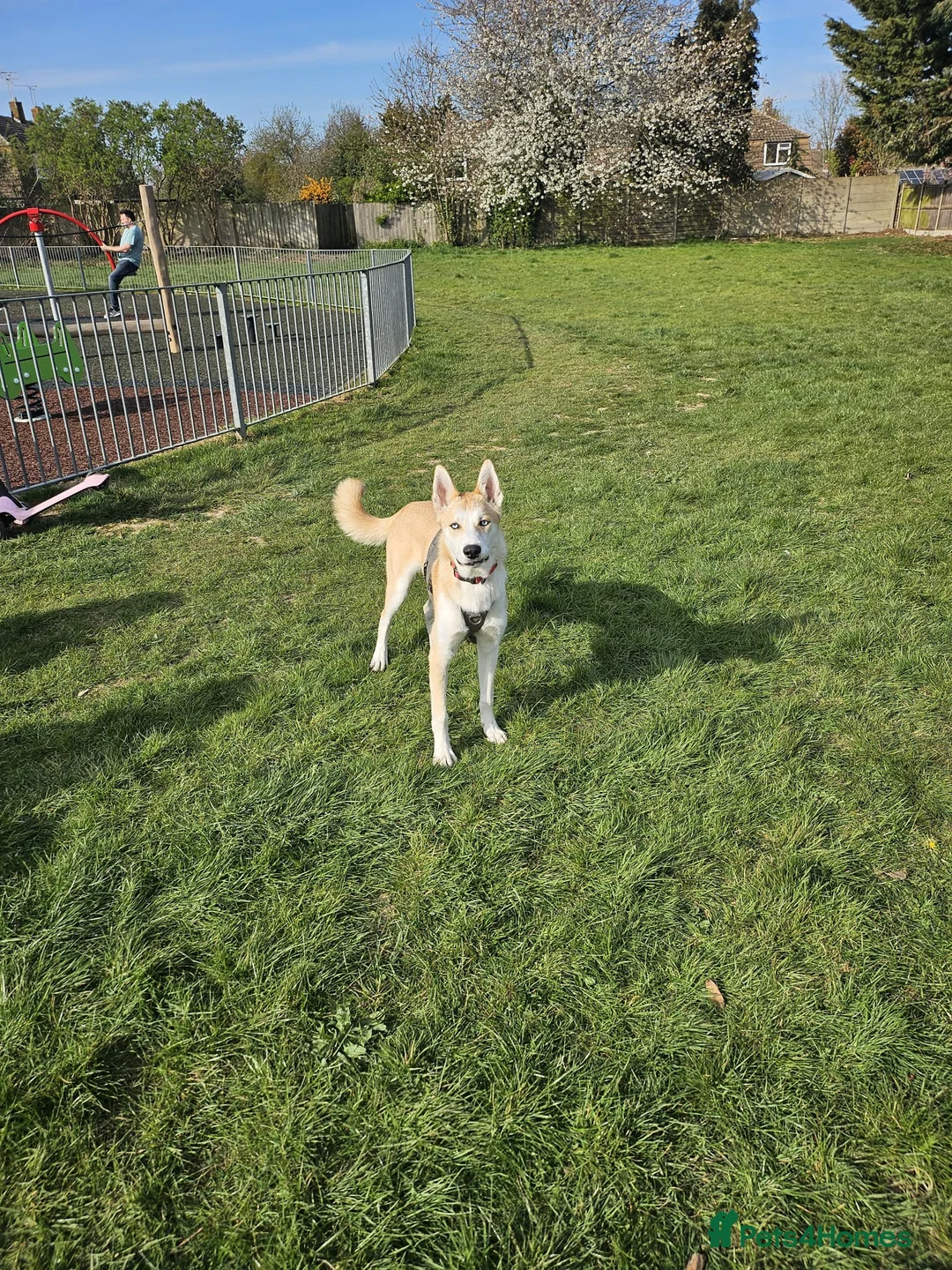 Mixed Breed dogs for sale: 18month ginger husky/collie boy - Advert 14