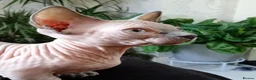 Sphynx cats for sale: Short Leg Munckin Sphinx Kittens(BullyCat) - Advert 8