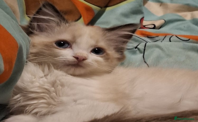 Ragdoll cats - Advert 2