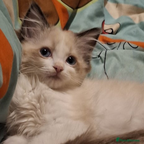 Ragdoll cats - Advert 2