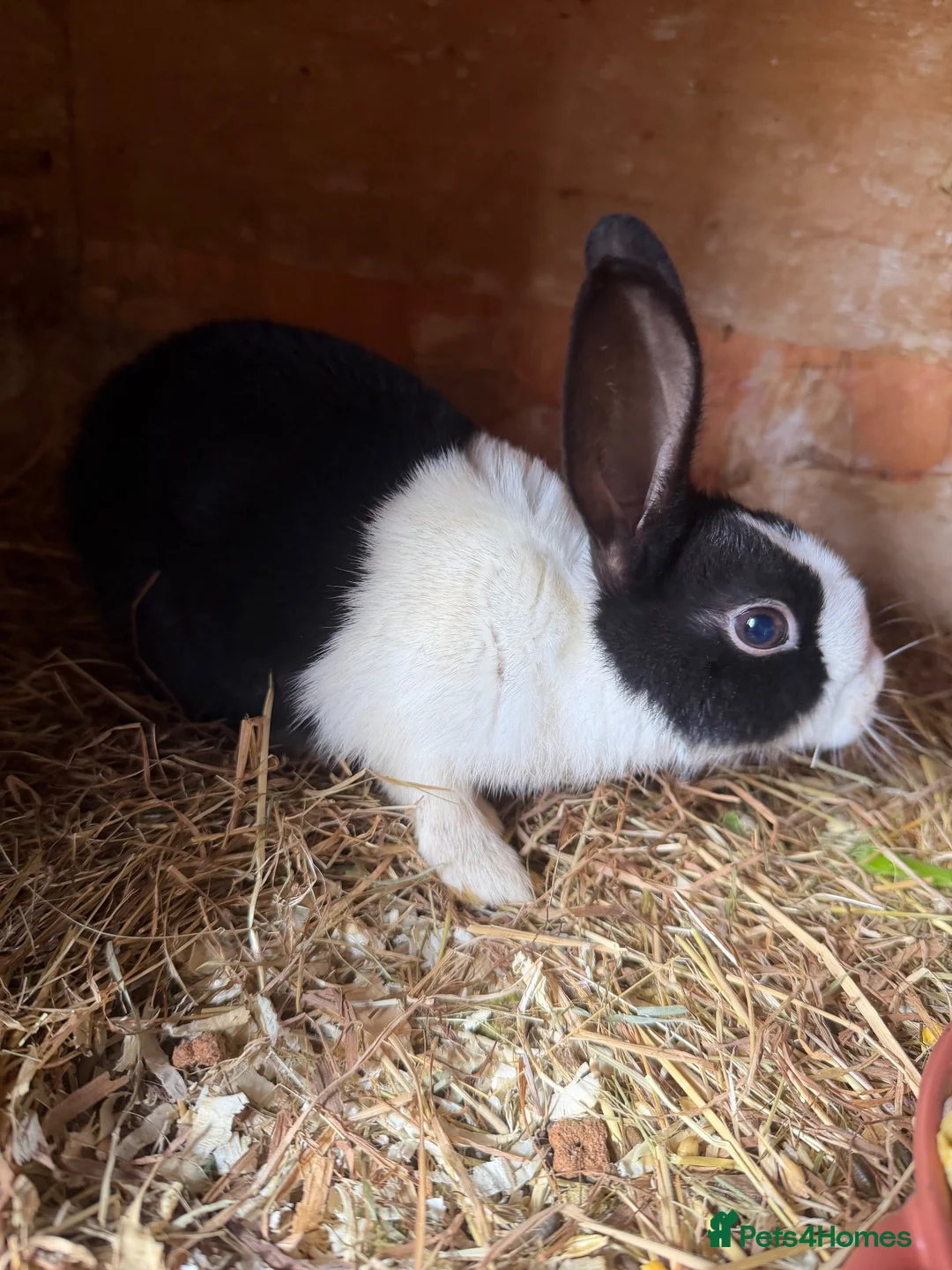 Dutch rabbits for sale: Dutch rabbit  in Halifax - Advert 1